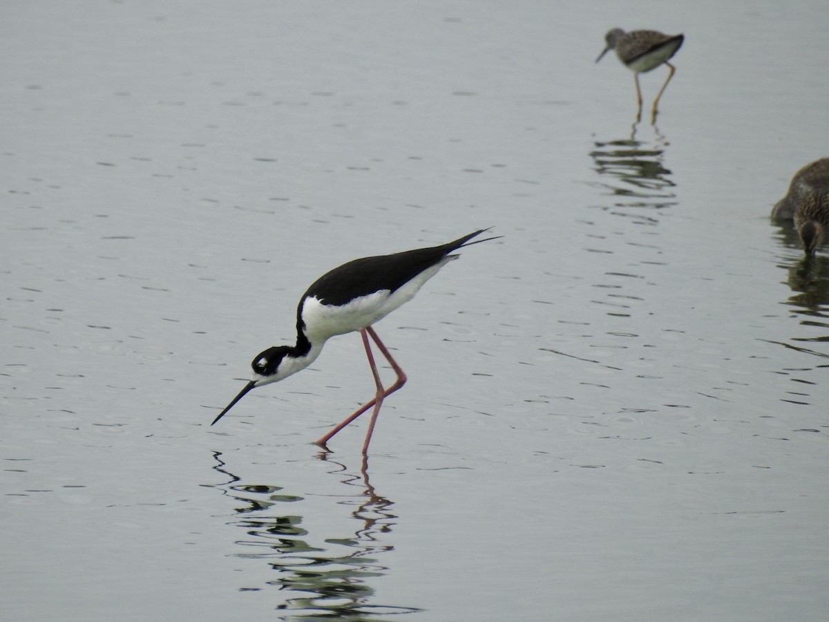 Black-necked Stilt - ML617793732