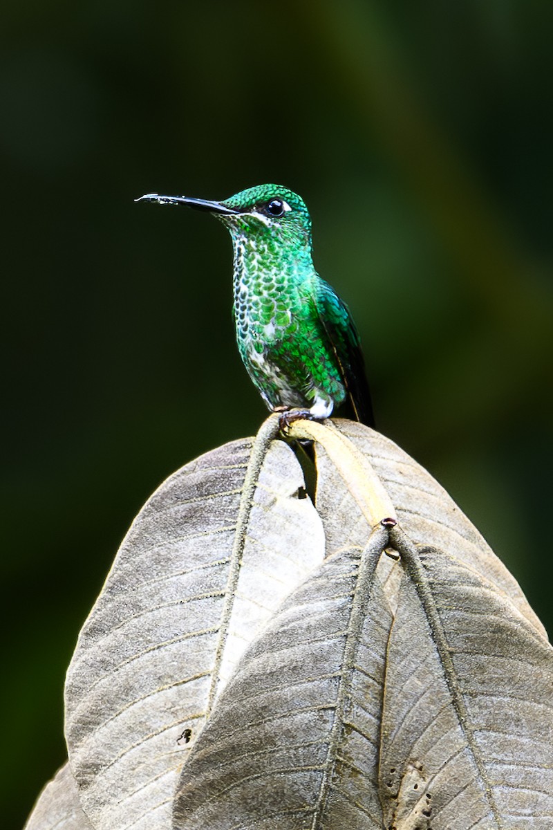 Green-crowned Brilliant - Mathias Haffner