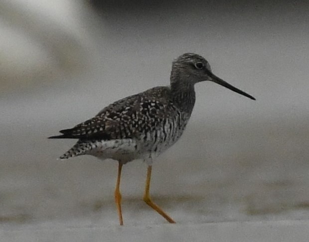 Lesser/Greater Yellowlegs - ML617793779