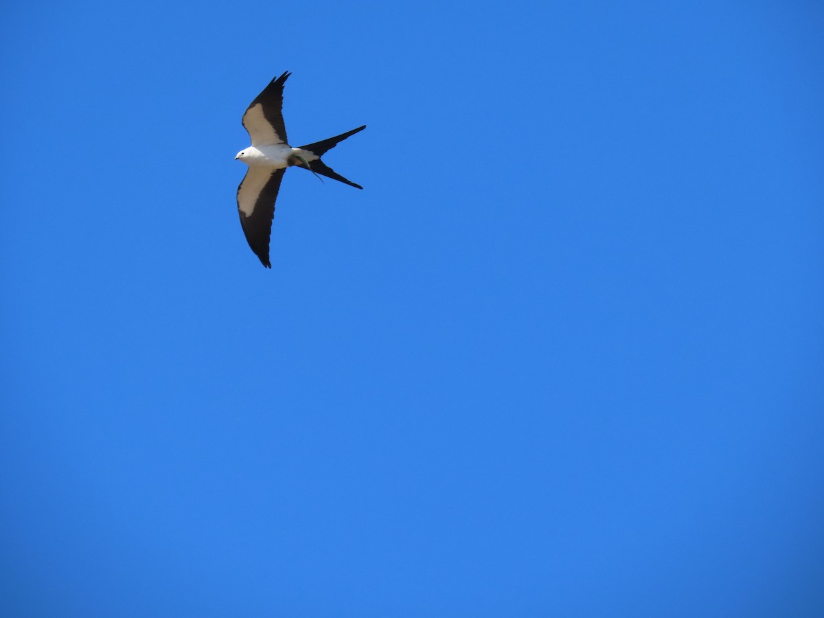 Swallow-tailed Kite - ML617793791