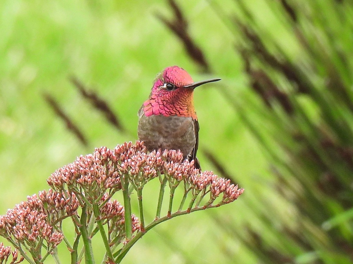 Colibrí de Anna - ML617793792