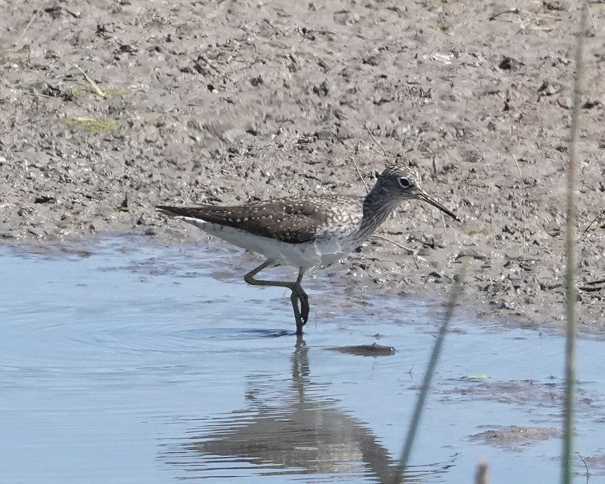 Solitary Sandpiper - Gary Martindale