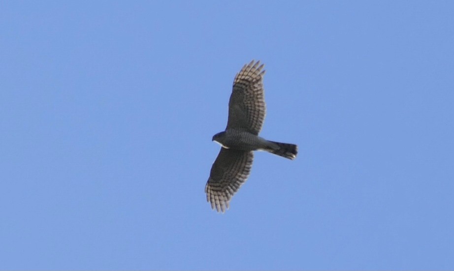 Eurasian Sparrowhawk - ML617793829