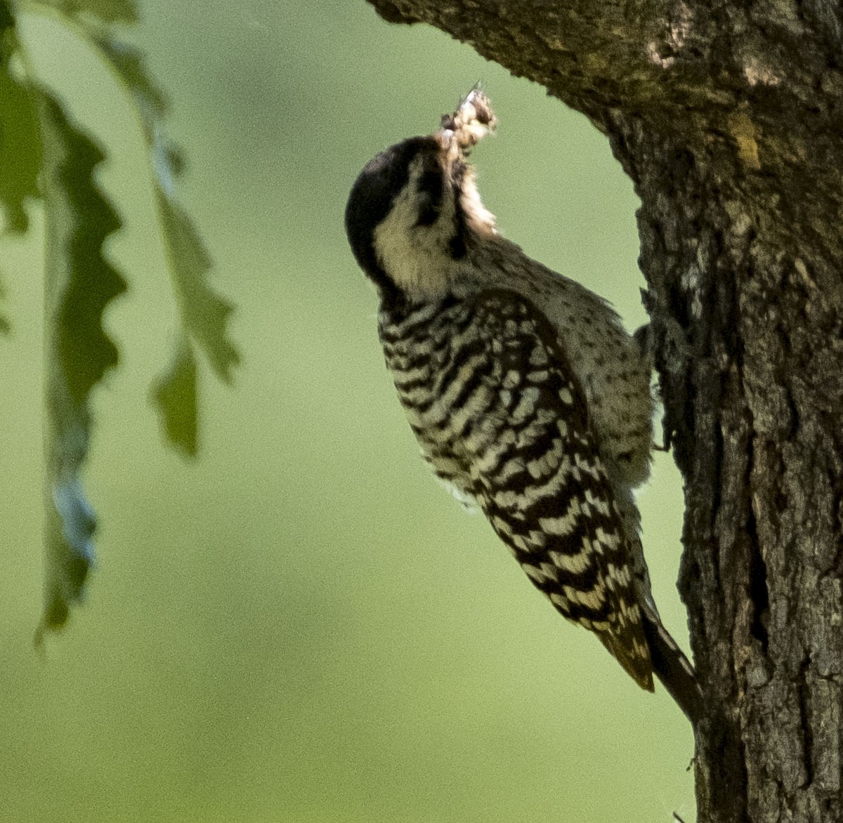 Ladder-backed Woodpecker - ML617793839