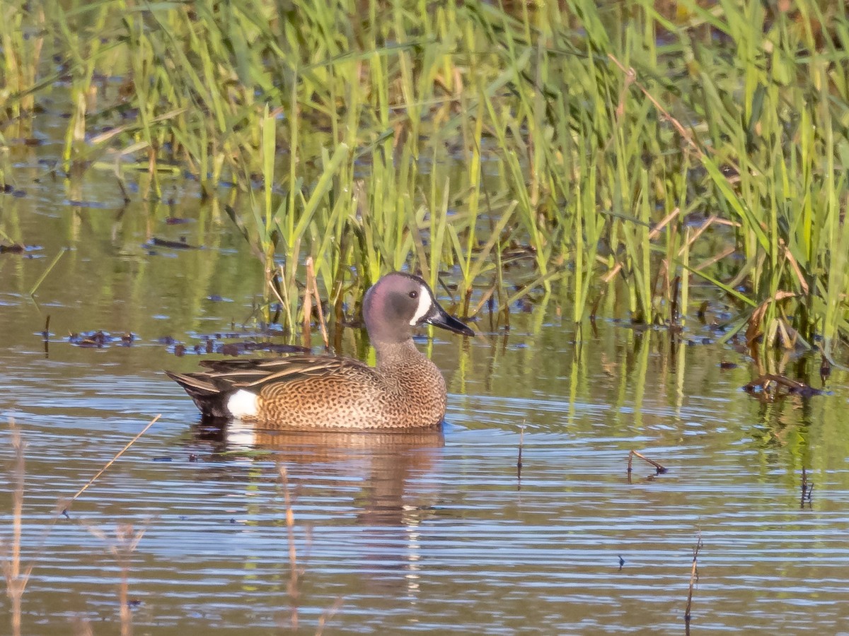 Blue-winged Teal - ML617793887