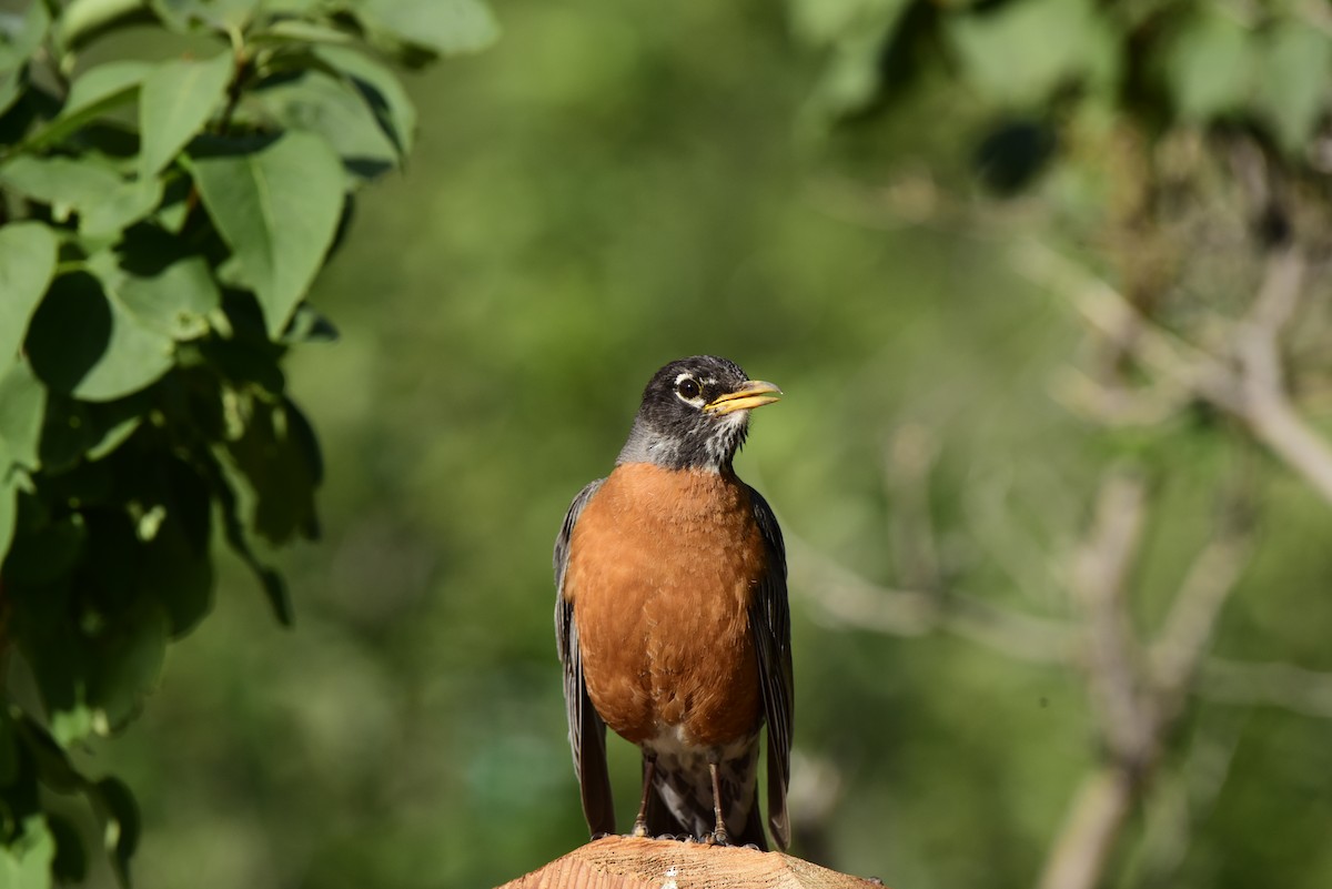 American Robin - Glenda Boyer-Herron