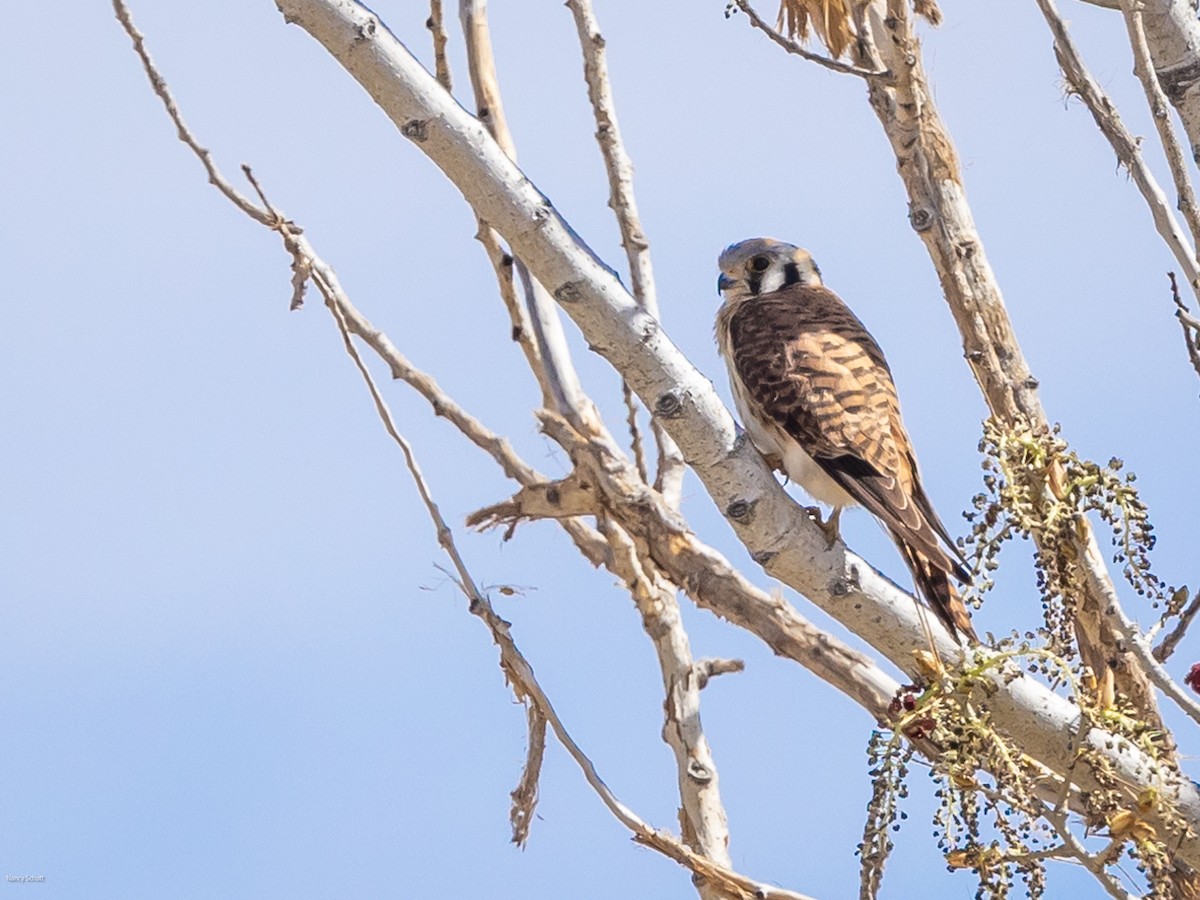 American Kestrel - ML617793903