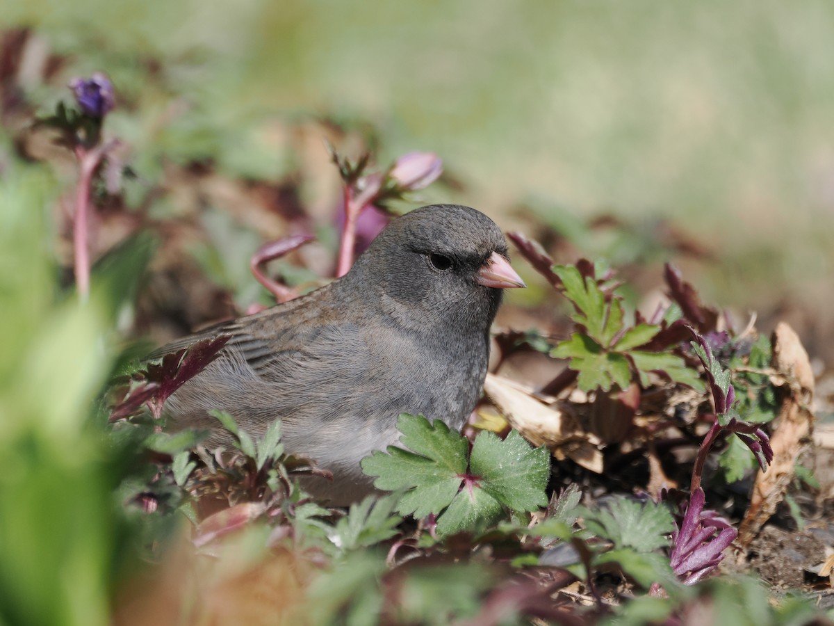 Dark-eyed Junco - ML617793906