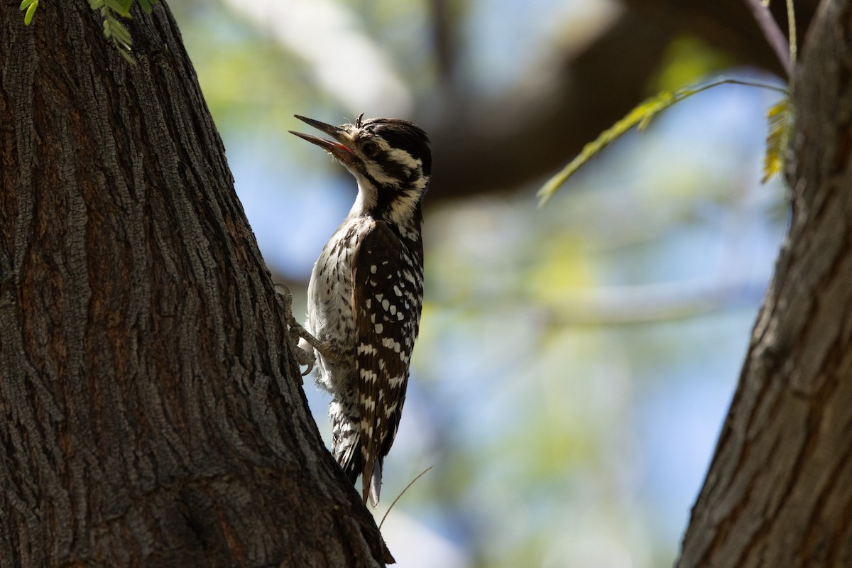 Nuttall's/Ladder-backed Woodpecker - ML617793917