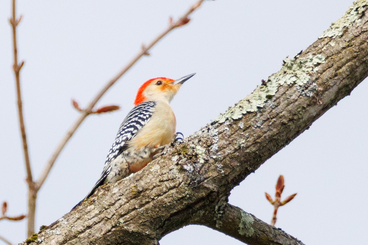 Red-bellied Woodpecker - ML617793918