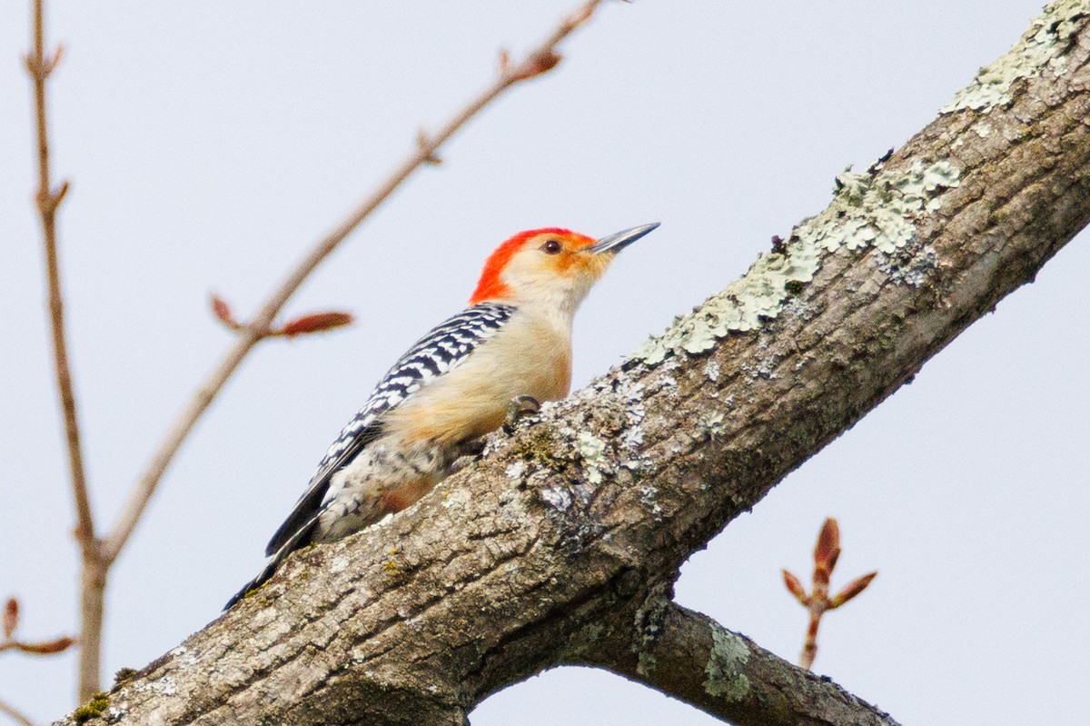 Red-bellied Woodpecker - ML617793919