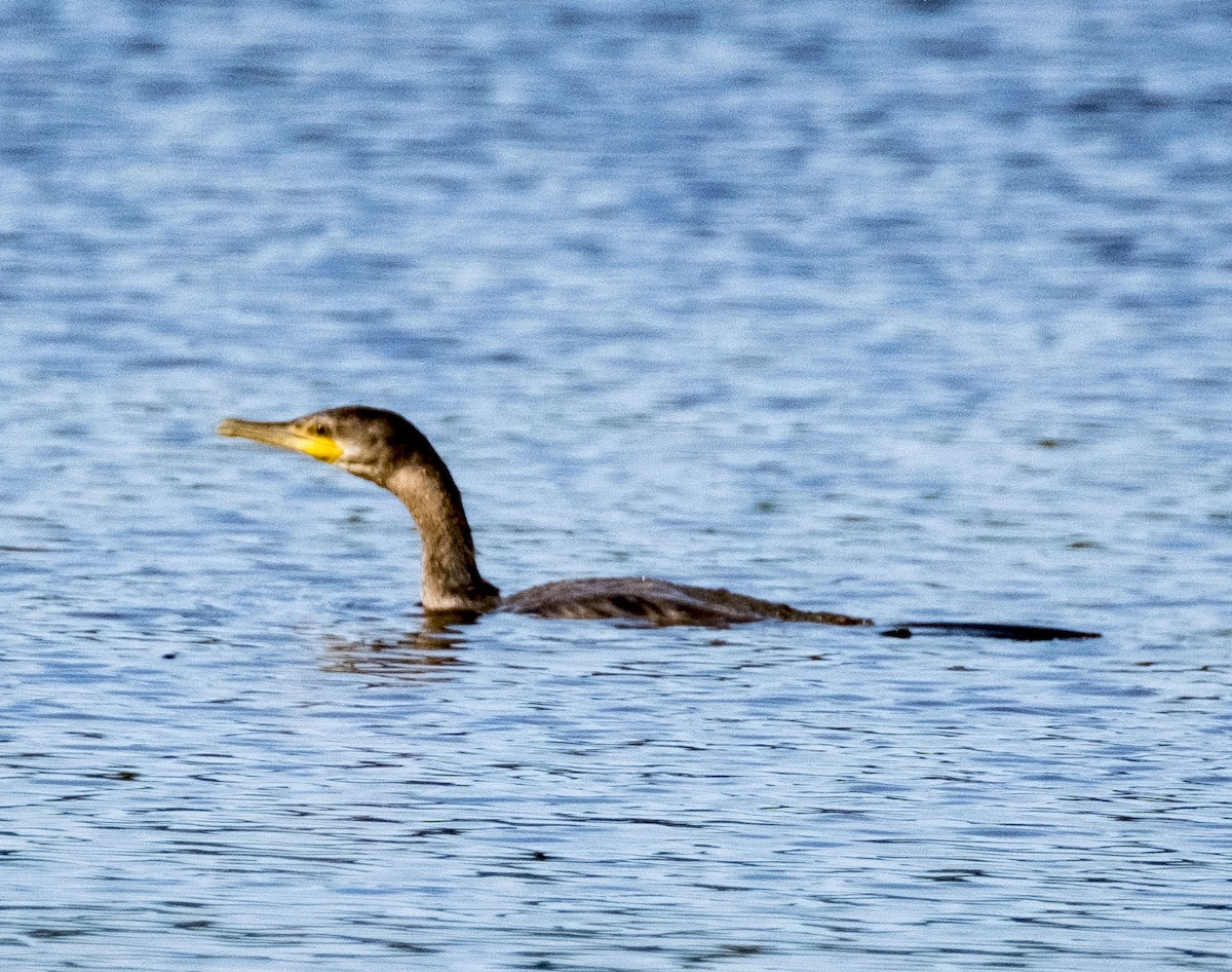 Neotropic Cormorant - ML617794026