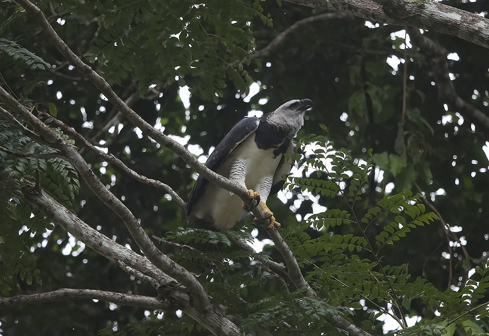 オウギワシ - ML617794083