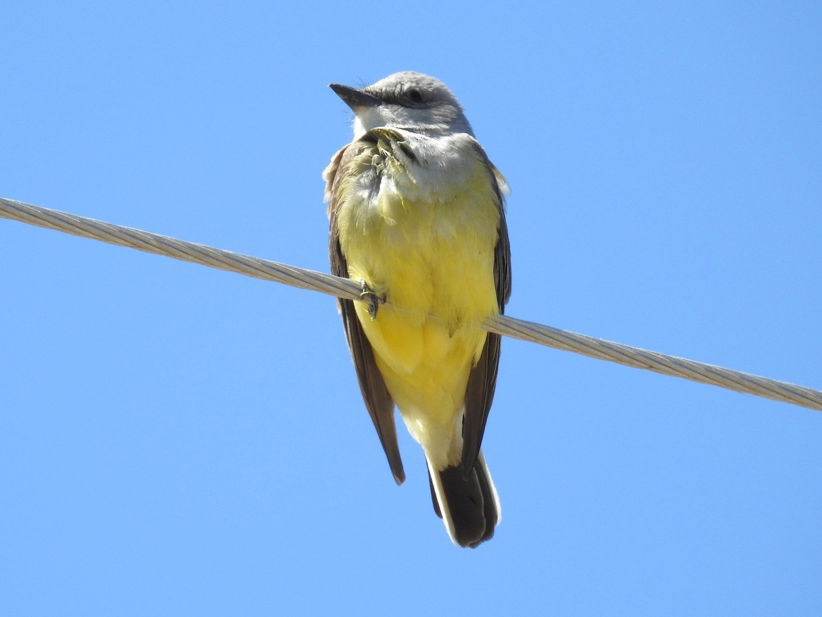 Western Kingbird - ML617794093