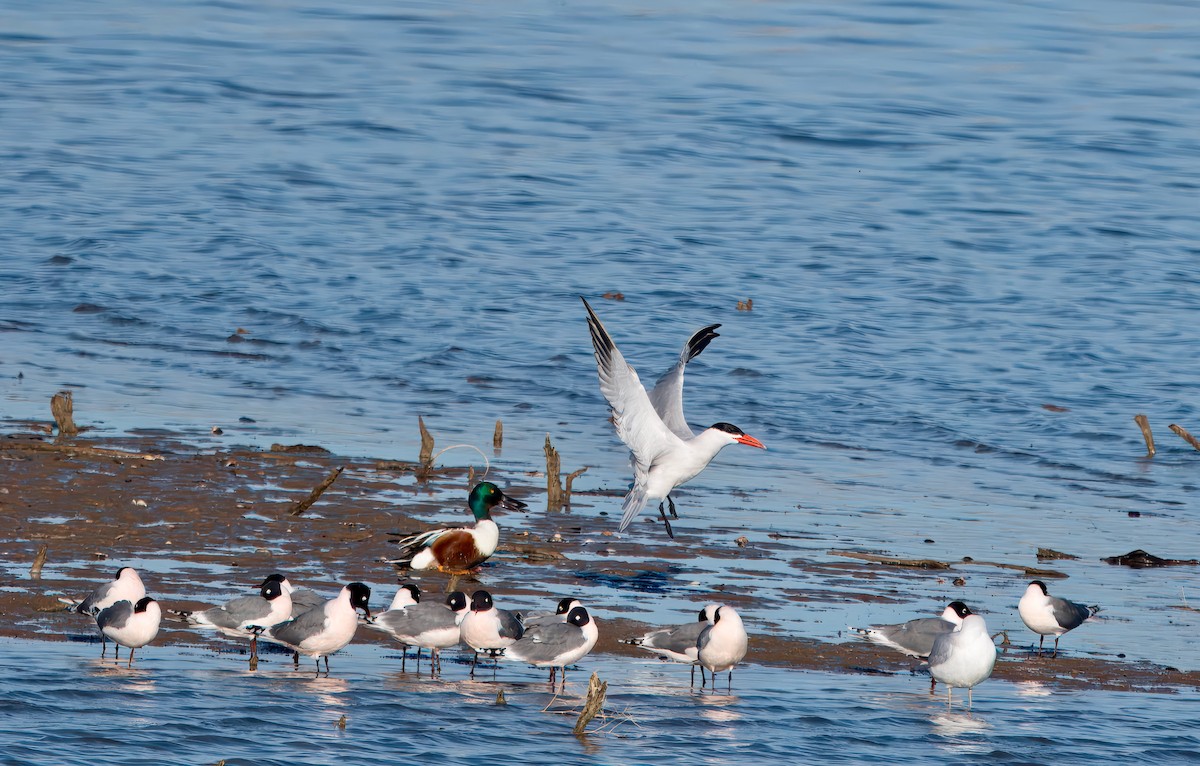 Caspian Tern - ML617794111