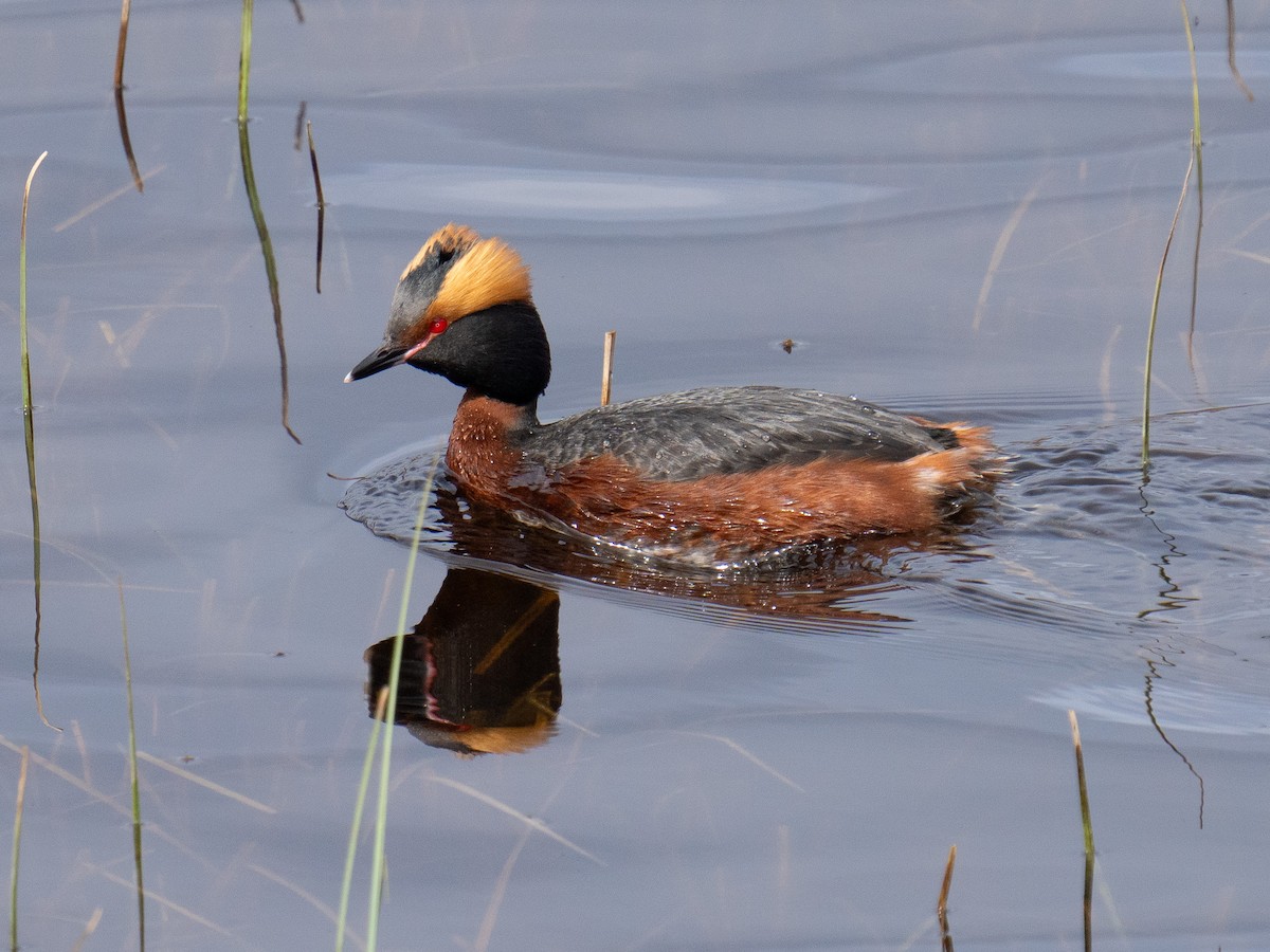 Horned Grebe - Aaron Long