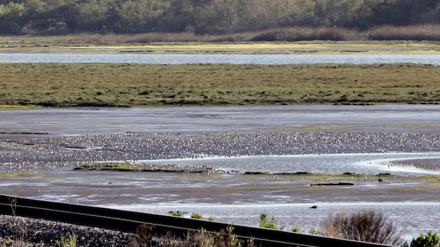 tanımsız küçük kumkuşu (Calidris sp.) - ML617794140