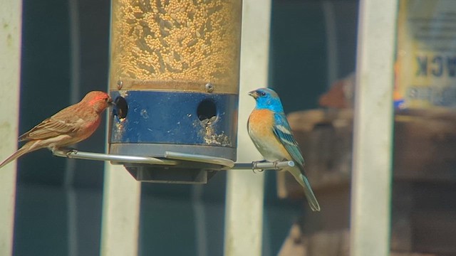 Lazuli Bunting - ML617794145