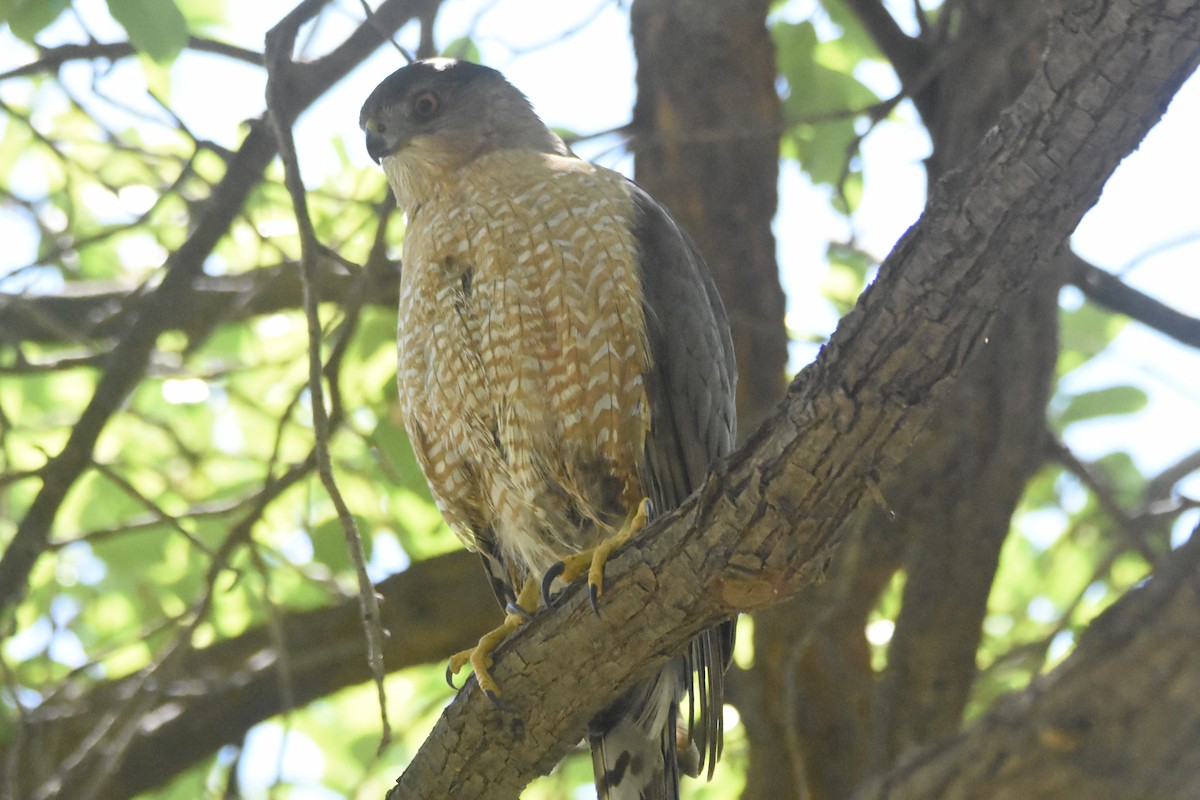 Cooper's Hawk - John Groves