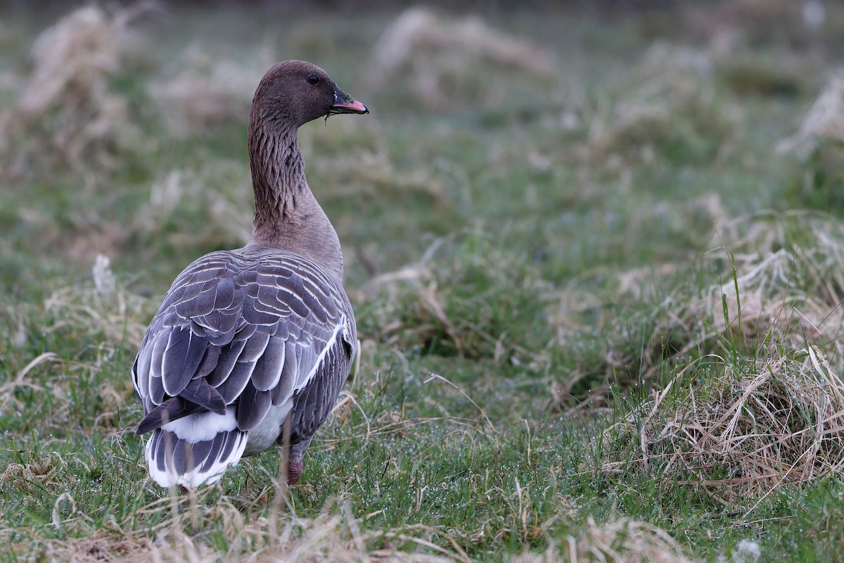 Pink-footed Goose - Eric Barnes