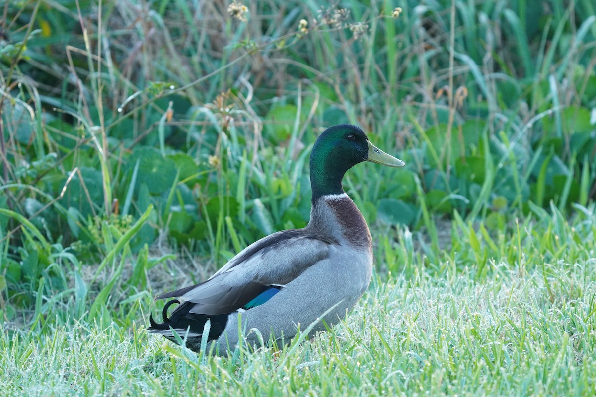 Mallard - ML617794168