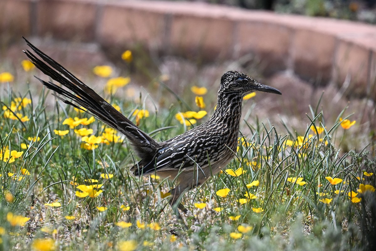 Greater Roadrunner - ML617794172