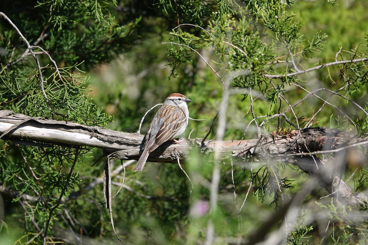 Chipping Sparrow - ML617794186