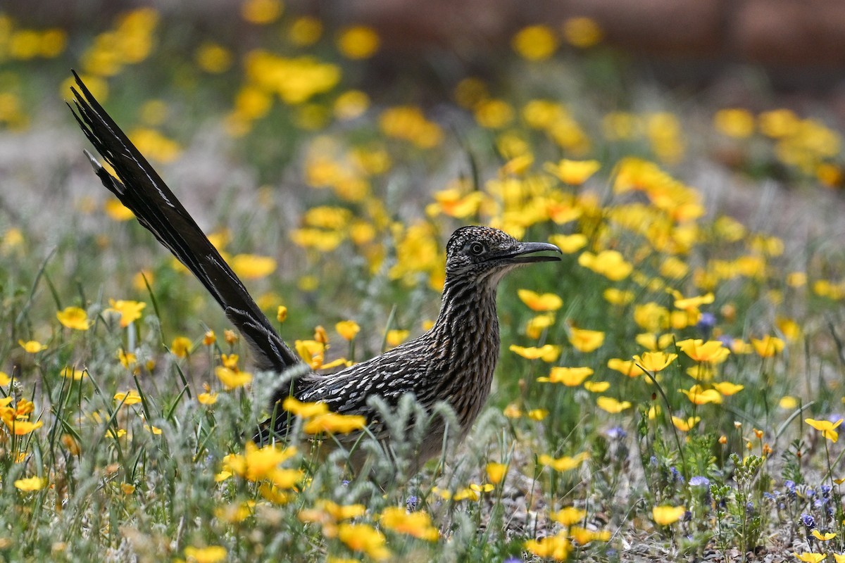 Greater Roadrunner - ML617794187