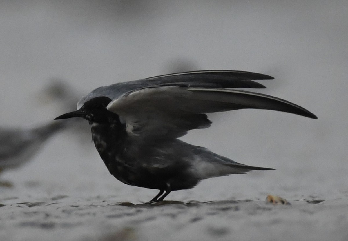 Black Tern - ML617794189