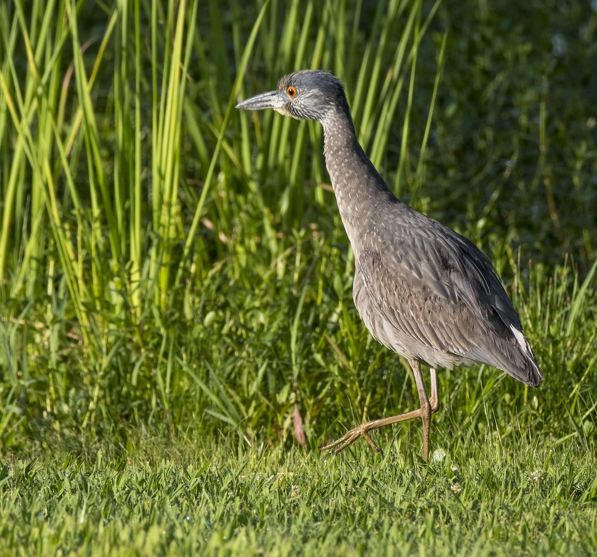 Yellow-crowned Night Heron - ML617794208