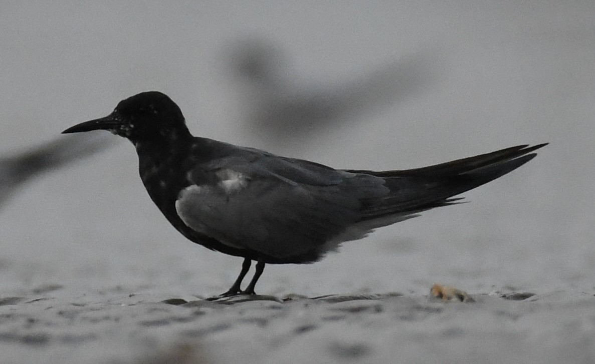 Black Tern - Jen S