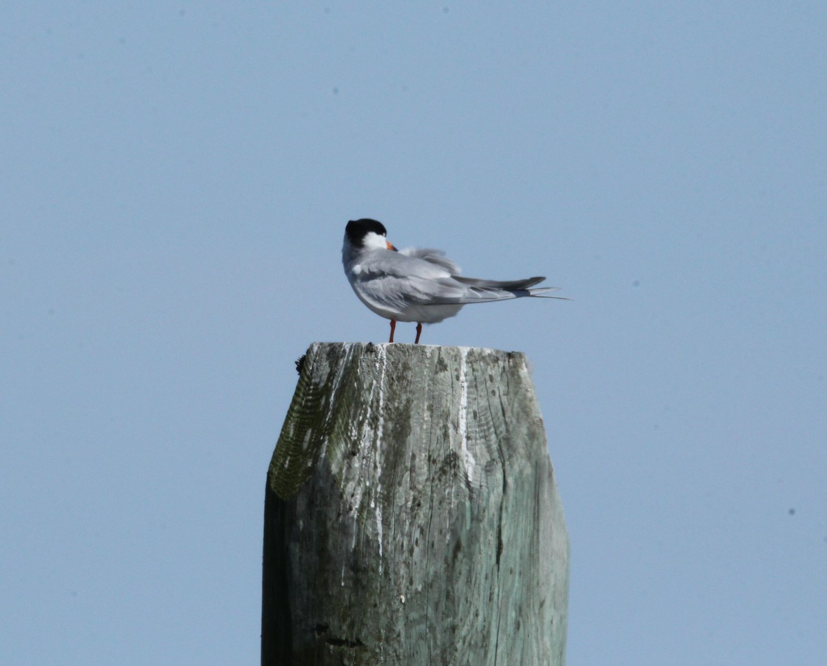 Forster's Tern - ML617794238