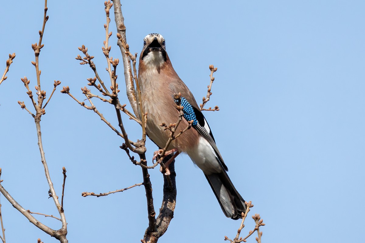 Eurasian Jay - Mehmet Emre Bingül