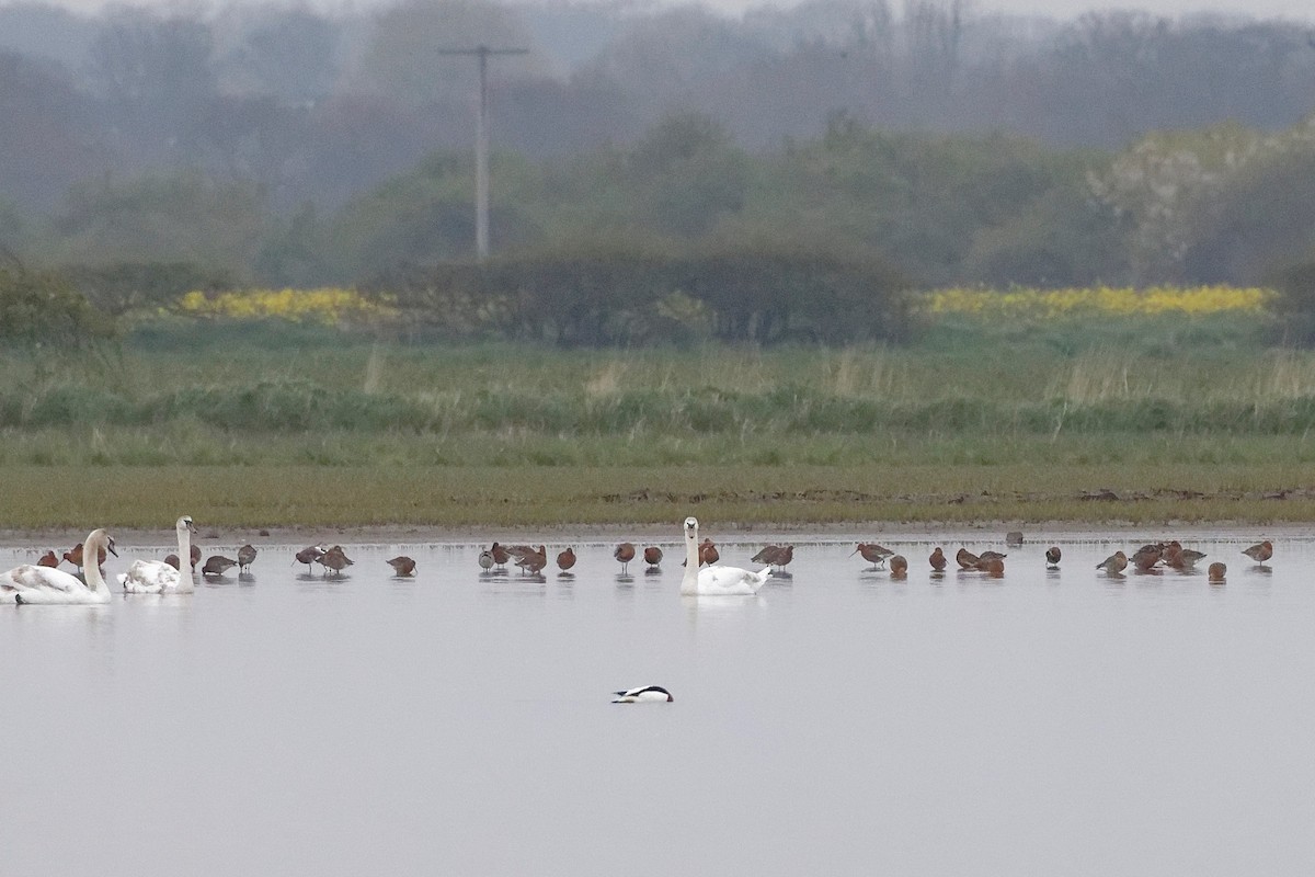 Black-tailed Godwit - Eric Barnes