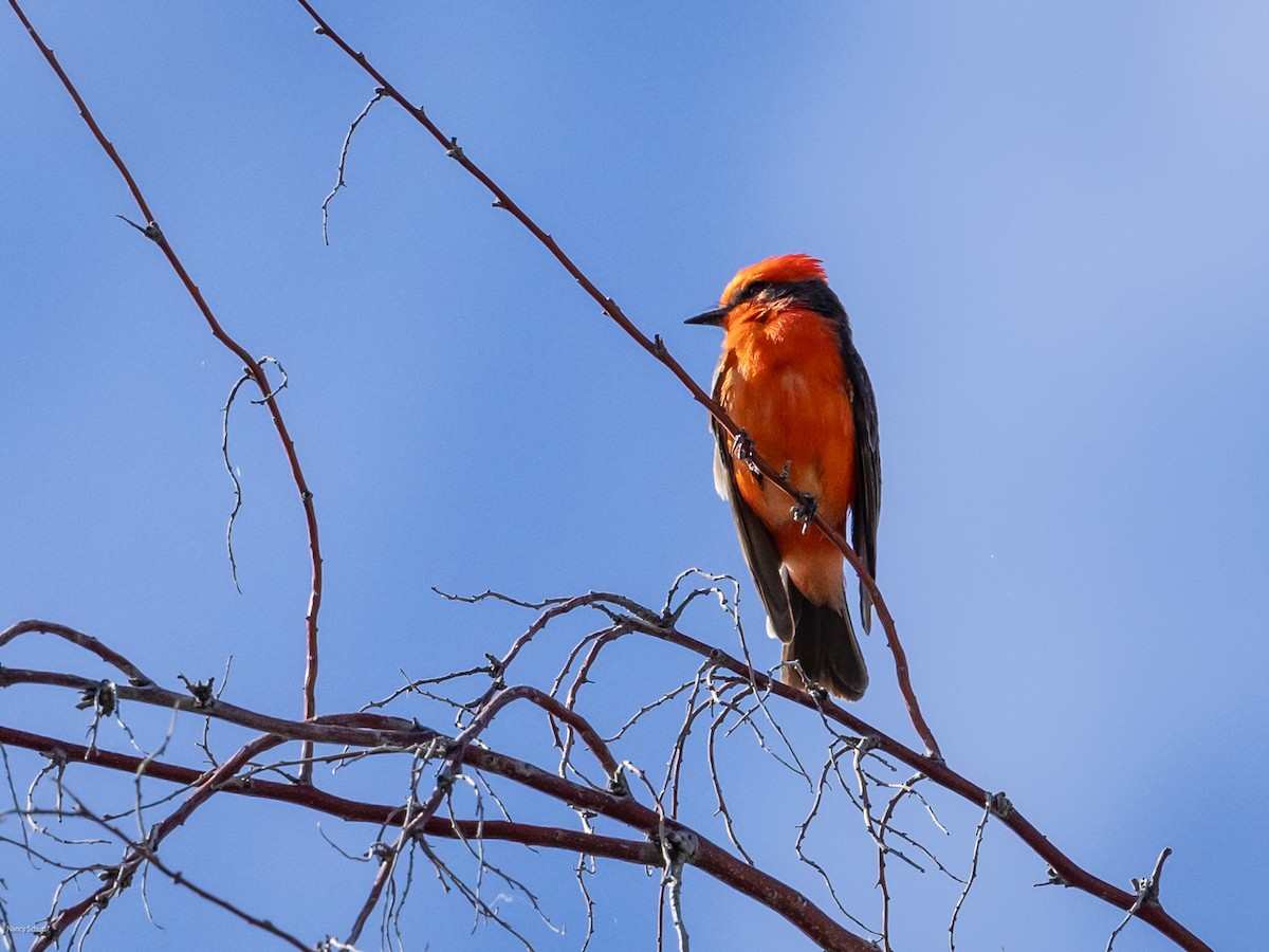 Vermilion Flycatcher - ML617794266