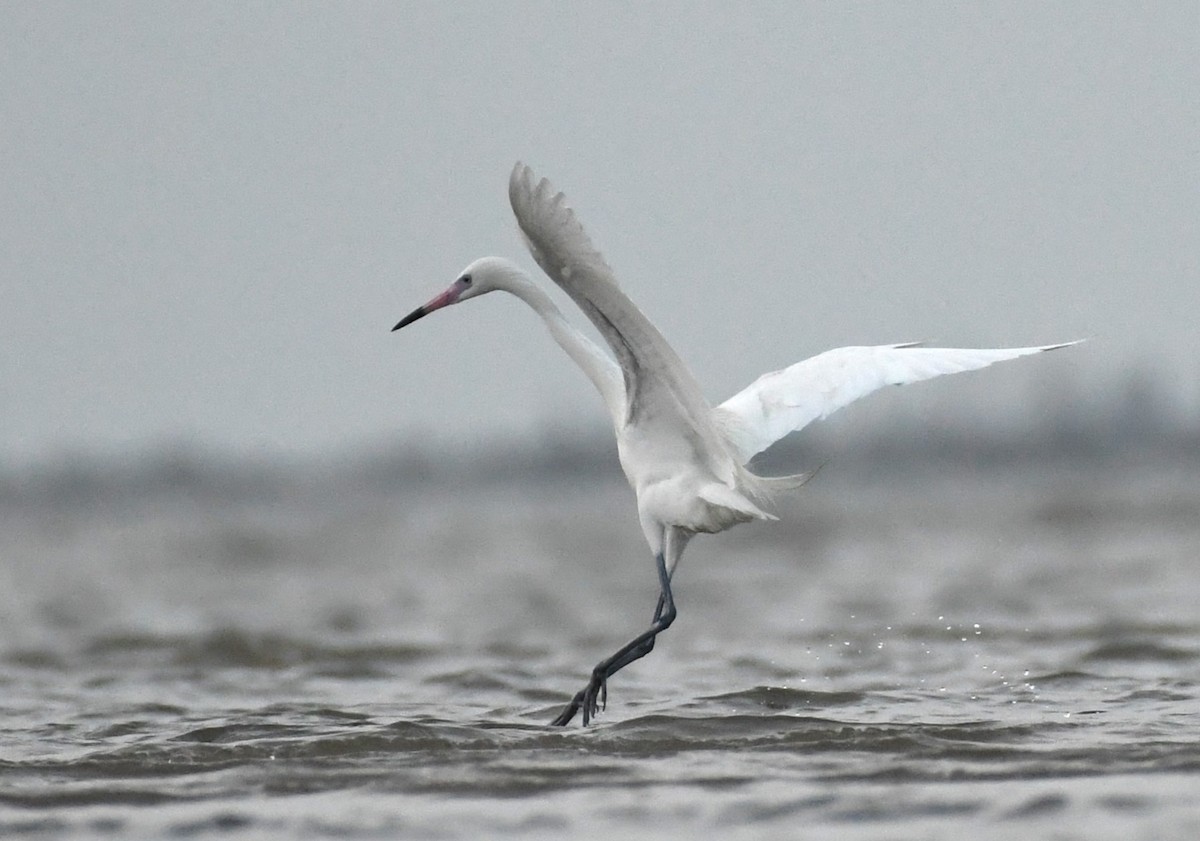 Reddish Egret - Jen S