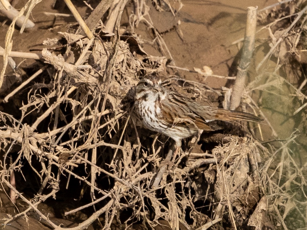 Song Sparrow - ML617794305