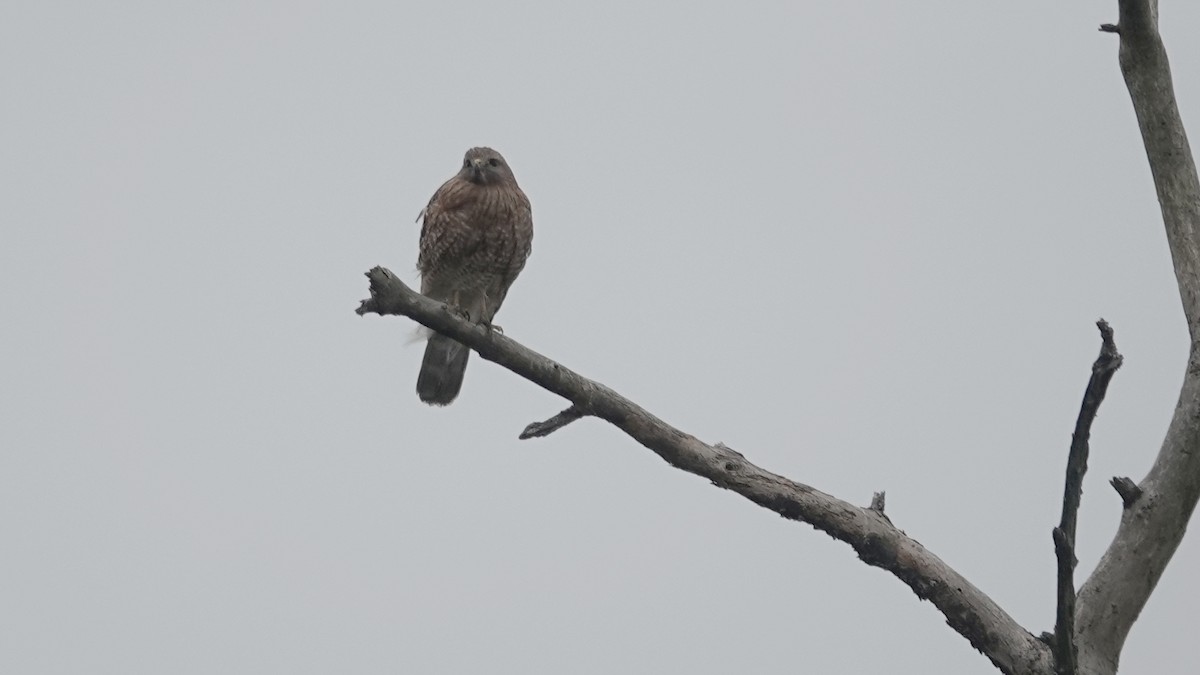 Red-shouldered Hawk - ML617794313