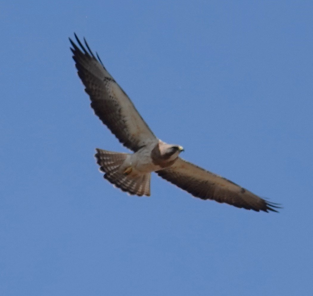 Swainson's Hawk - ML617794331