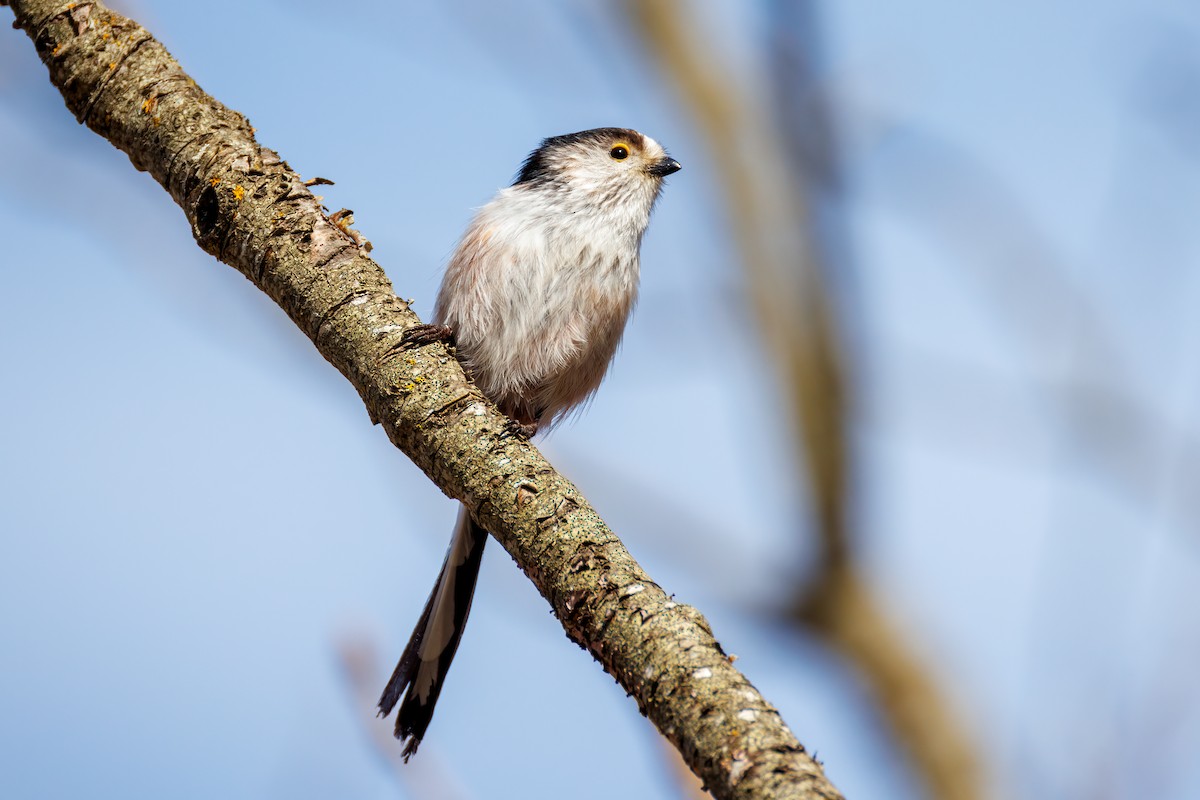 Long-tailed Tit - ML617794355