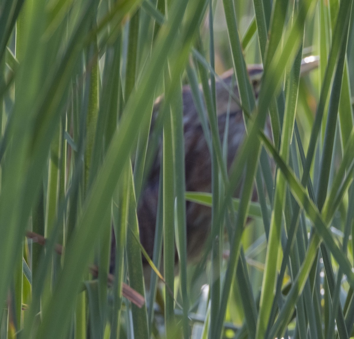 American Bittern - ML617794421