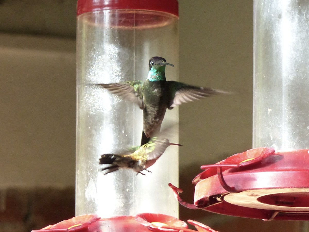 Rivoli's Hummingbird - Jenny Bowman