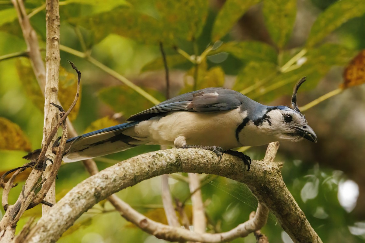 White-throated Magpie-Jay - ML617794448