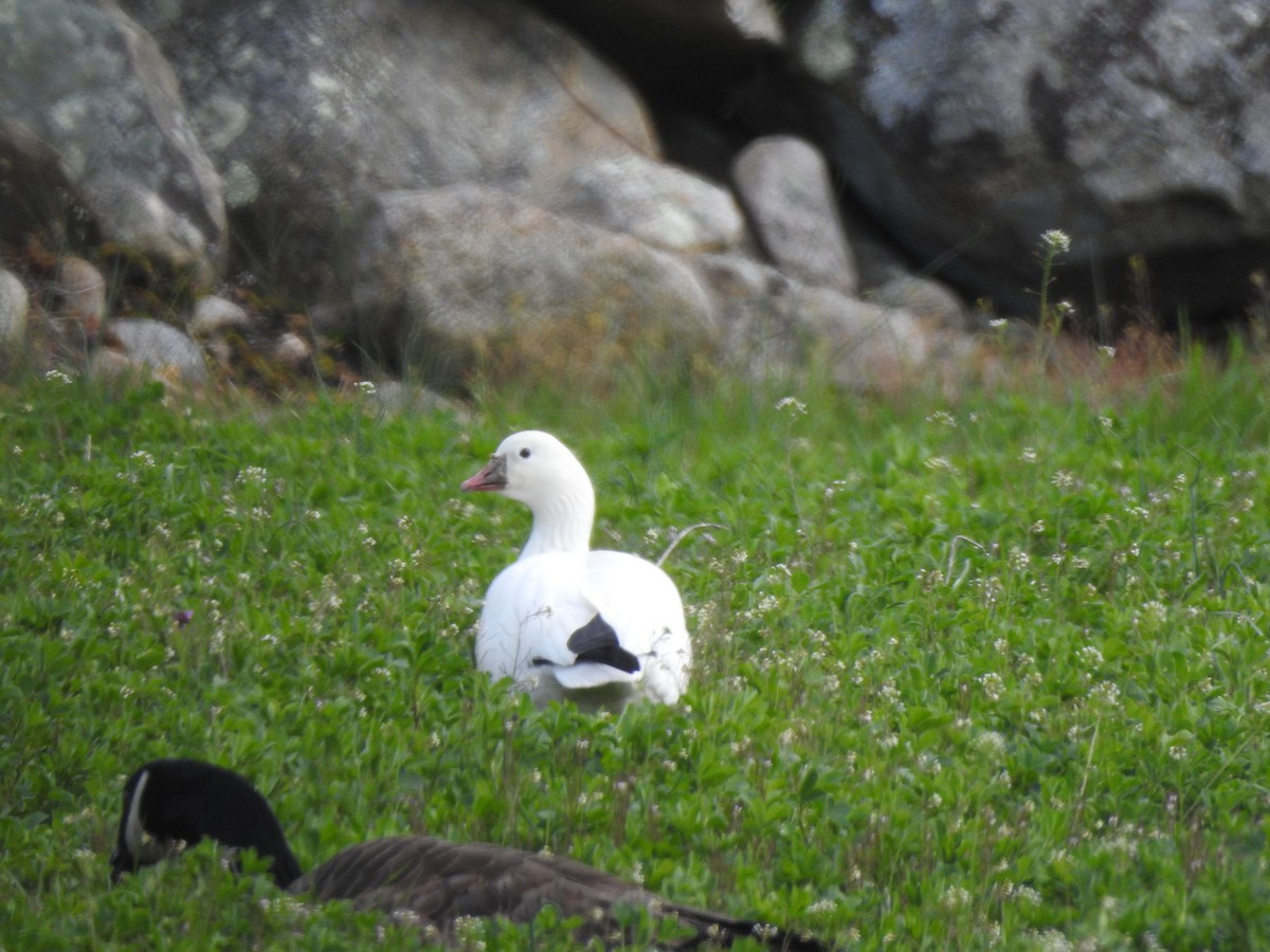 Ross's Goose - ML617794490