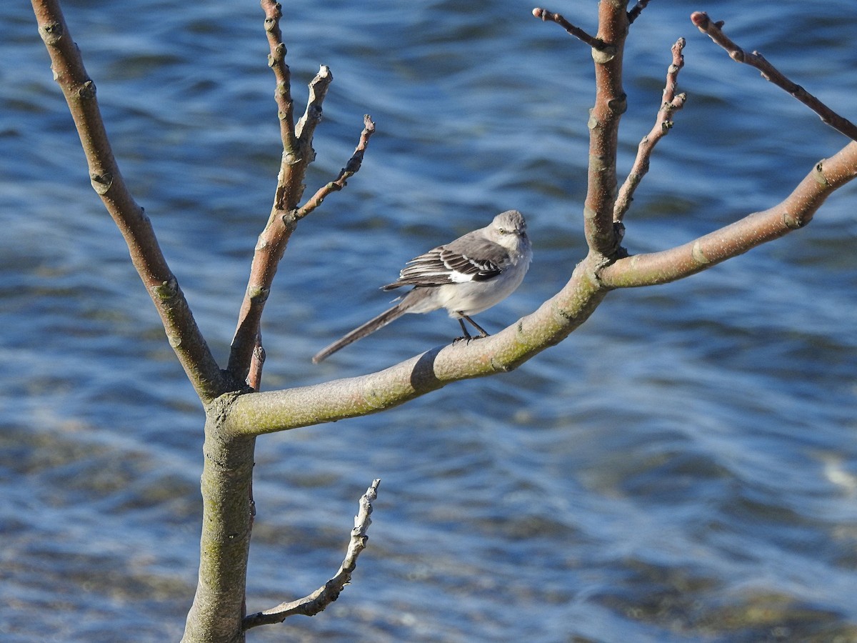 Northern Mockingbird - Carolyn Longworth