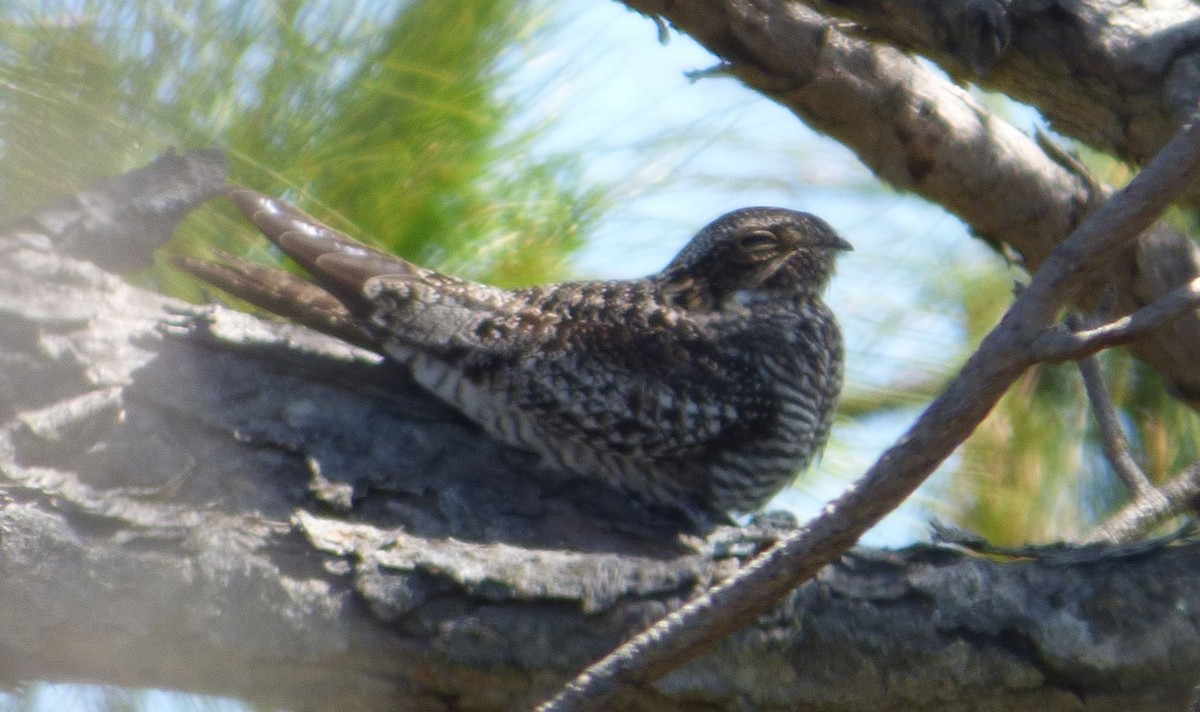 Common Nighthawk - Jim Mott