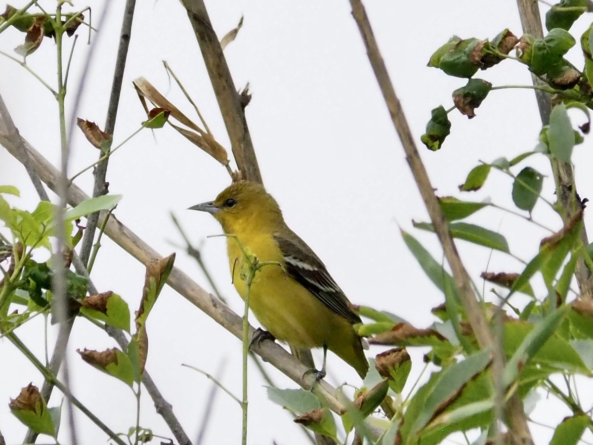 Orchard Oriole - ML617794555