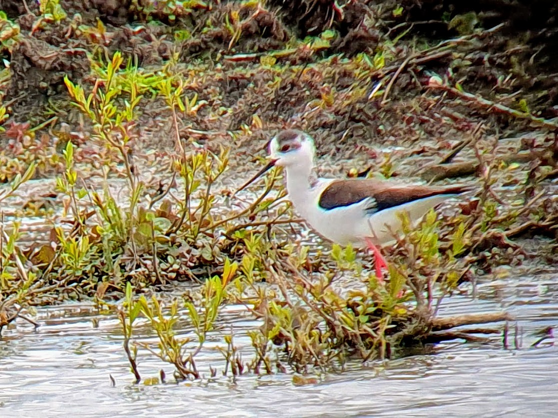 Black-winged Stilt - ML617794556