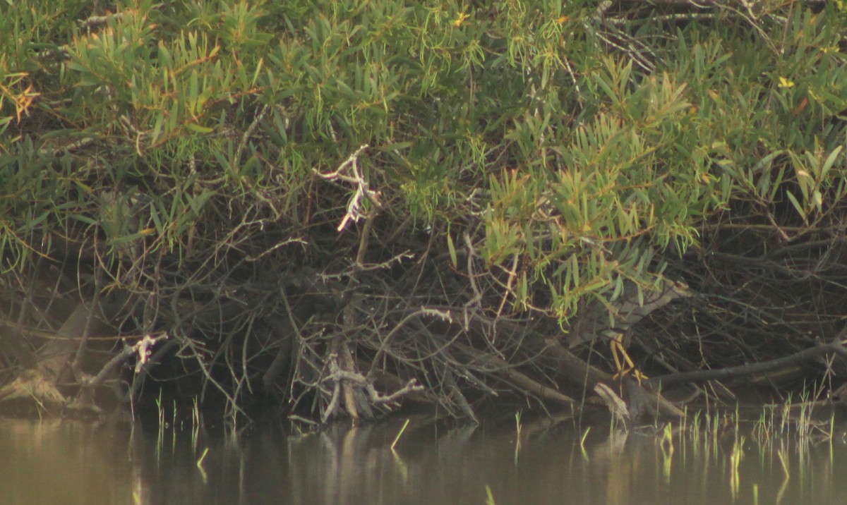 Black-crowned Night Heron - ML617794579