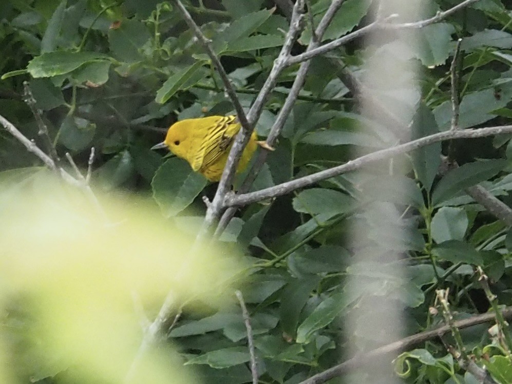 Yellow Warbler - ML617794582